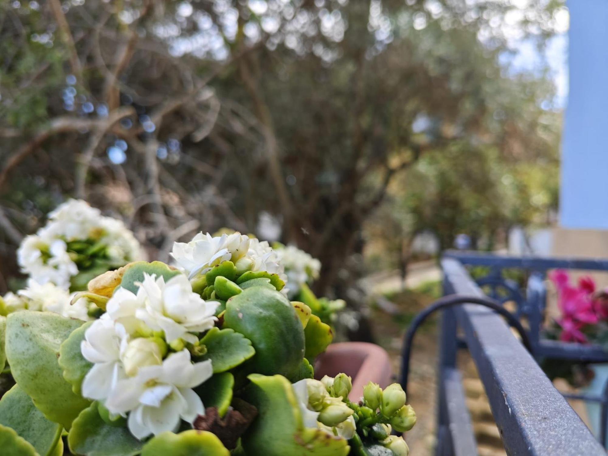 Villa Amoroso - Ospitalita Mediterranea Agrigento Buitenkant foto