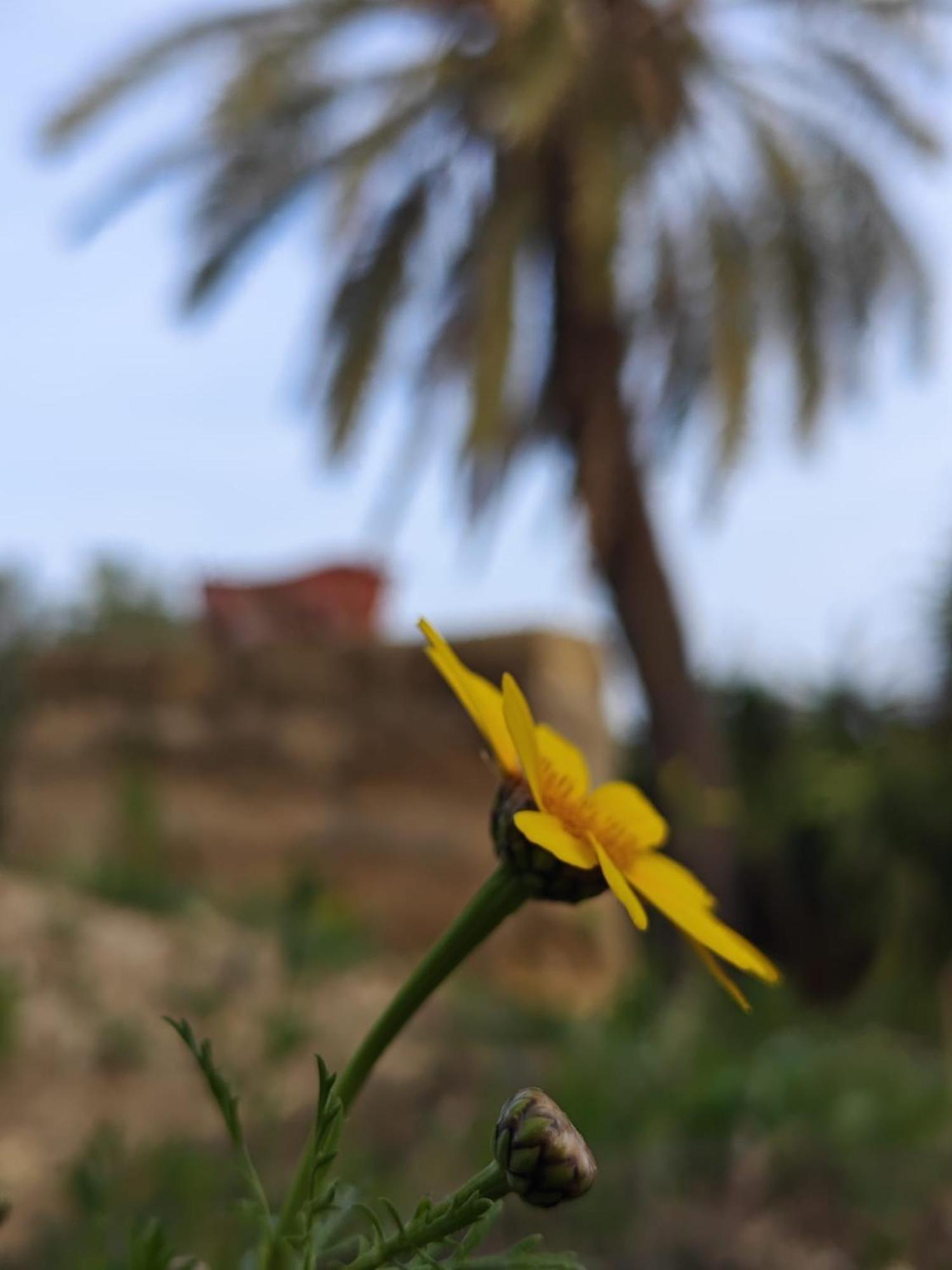 Villa Amoroso - Ospitalita Mediterranea Agrigento Buitenkant foto